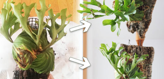 コウモリランの板付け方法（リドレイ編）