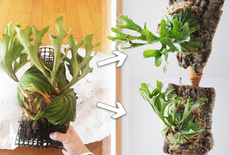 コウモリランの板付け方法（リドレイ編）