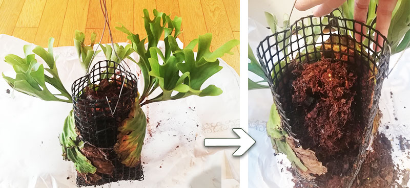 コウモリランをはがす