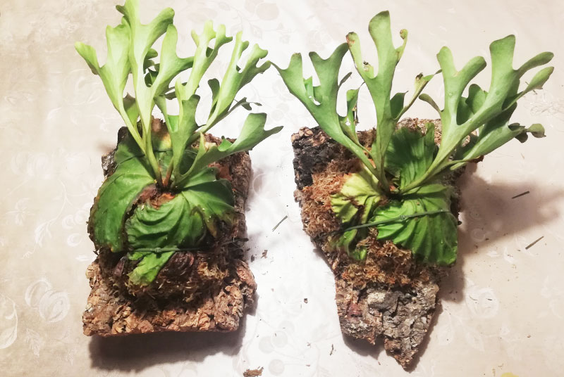 ビカクシダ板付け完成