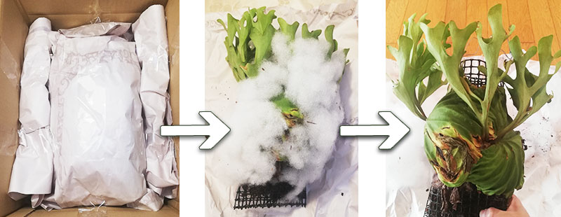 コウモリランのネット通販の梱包